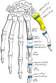 First metacarpal bone - Wikipedia