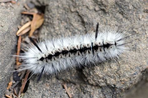 Black and White Caterpillar | Eric Kilby | Flickr