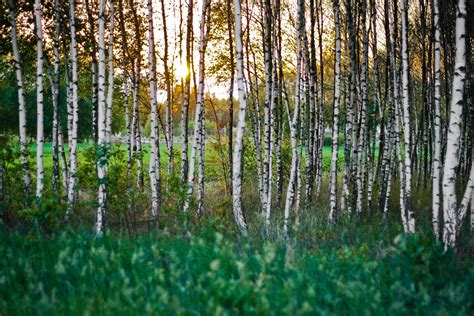 Free photo: Birch forest - Birch, Lush, Wood - Free Download - Jooinn