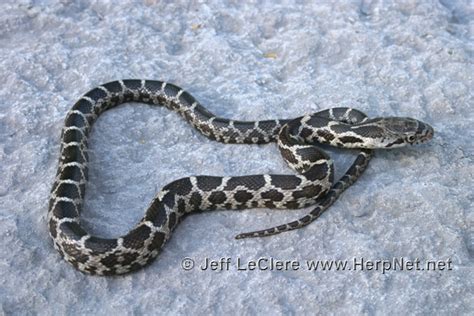 Western Ratsnake (Pantherophis obsoletus) – Amphibians and Reptiles of Iowa