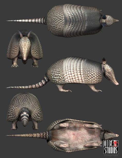 armadillo anatomy | Dieren