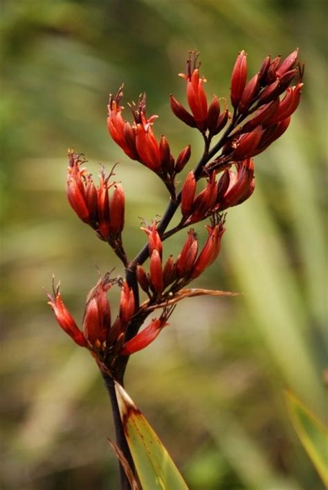 Flax Flower - New Zealand Native Flowers