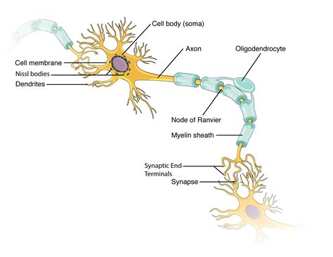 Multipolar Motor Neuron Labeled Diagram