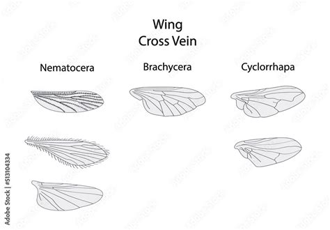 illustration of biology and animals, Wing Cross vein, Insect wing ...