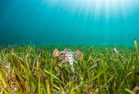 An overlooked ecosystem: seagrass meadows - Synchronicity Earth