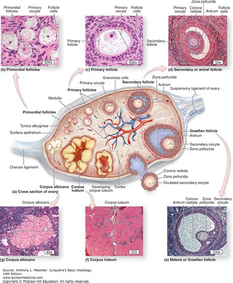 Female Reproductive System The Histology Guide | Images and Photos finder