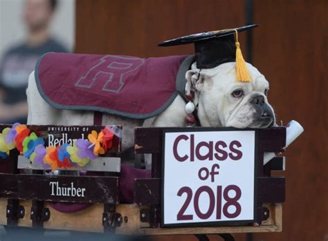 University of Redlands’ bulldog mascot gets own ‘graduation’ after ...