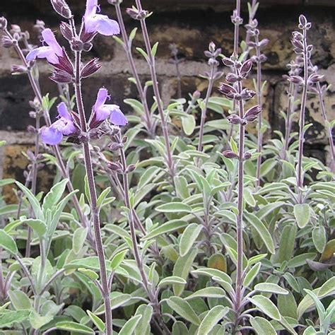 Sage | Salvia officinalis | Buy Herb Plants