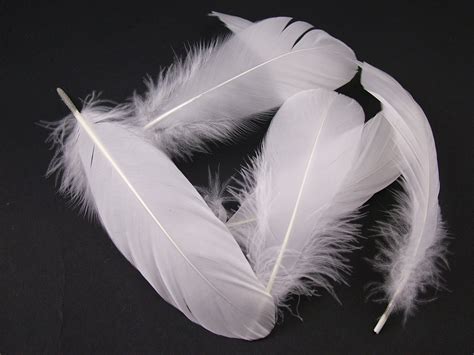 Category: Goose feathers natural and dyed – Jaffe