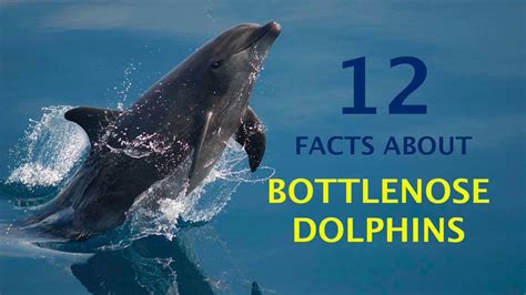 Bottlenose Dolphin Facts