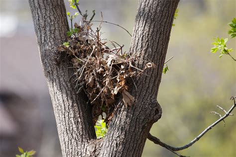 Should I Remove a Squirrel’s Nest from a Tree? - Squirrelcontrol.ca