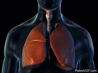 Lungs and Breathing - 3D Medical Animation || ABP © on Make a GIF