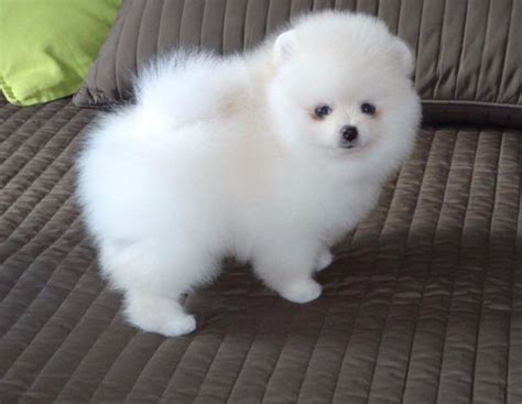 Female White Pomeranian Puppies For Sale Cheap - Pets Lovers