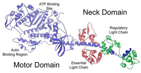 Myosin Structure, Cellular and Molecular Motility Section, LMC ...