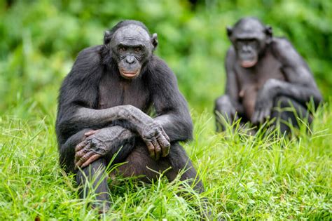 5 Differences Between Chimpanzees and Bonobos - My Animals