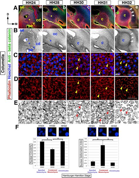 Dynamic cell shape changes reveal the timing of the columella. (Rows ...