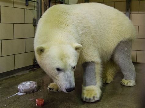 The Polar Bear's stark white coat provides camouflage in surrounding ...