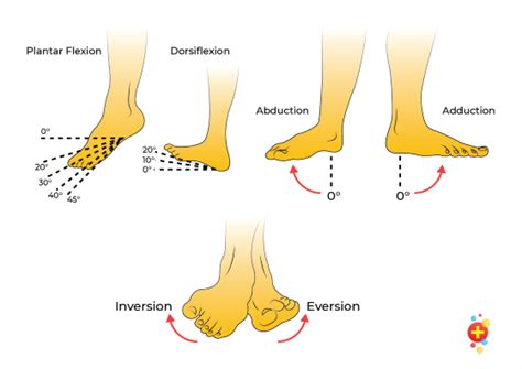 Ankle range of motion - Derfarm