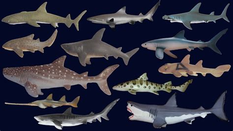 Sharks - Animals Series - The Kids' Picture Show (Fun & Educational ...