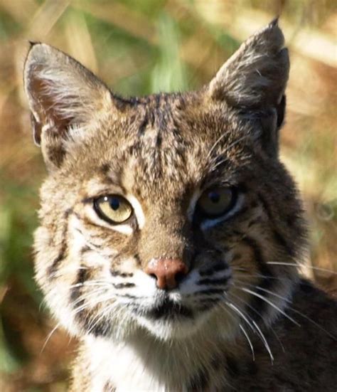 Texas Parks and Wildlife shared Gary Stubbs's photo. A curious bobcat ...