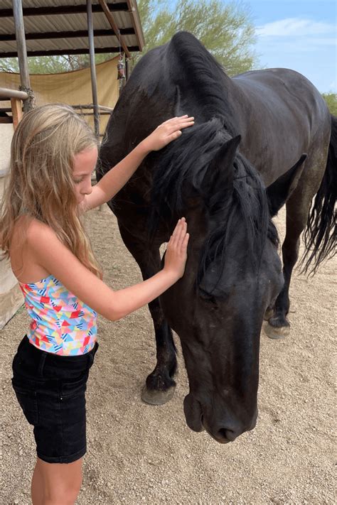 Are Friesians a Good Beginner Horse? - starlitridge.com