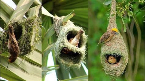 Building Nest And Paper For Wild Birds - unique rare bird