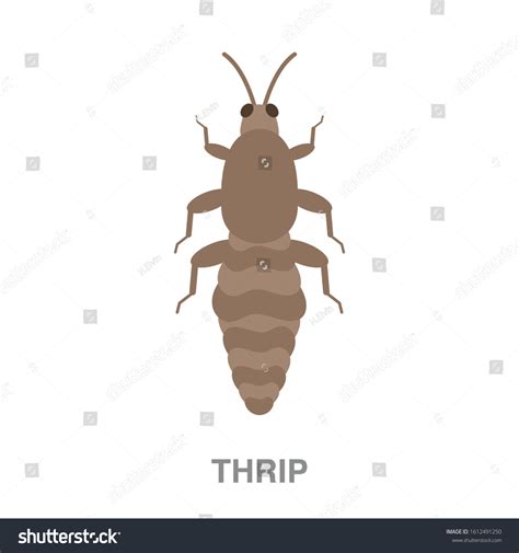 56 Thrips Palmi Images, Stock Photos & Vectors | Shutterstock