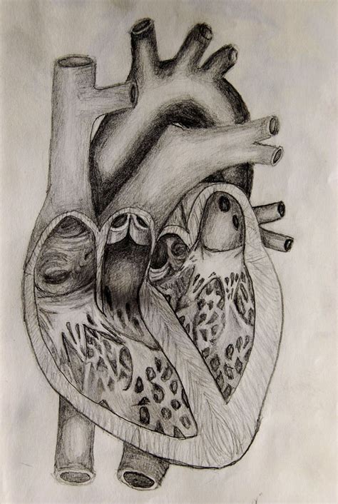 drawings of human hearts | Heart anatomy drawing, Heart pencil drawing ...