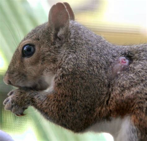 Warble | Squirrel with warble on side. More buggy pictures … | Flickr ...