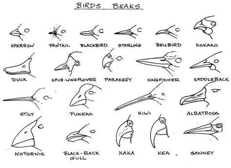 Easy Bird Beak Drawing - Draw easy