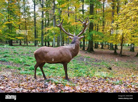 Red deer with beautiful antlers in the forest Stock Photo - Alamy