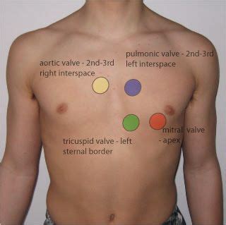 Image result for Aortic Pulmonic Tricuspid, Erb's Point, Tricuspid ...