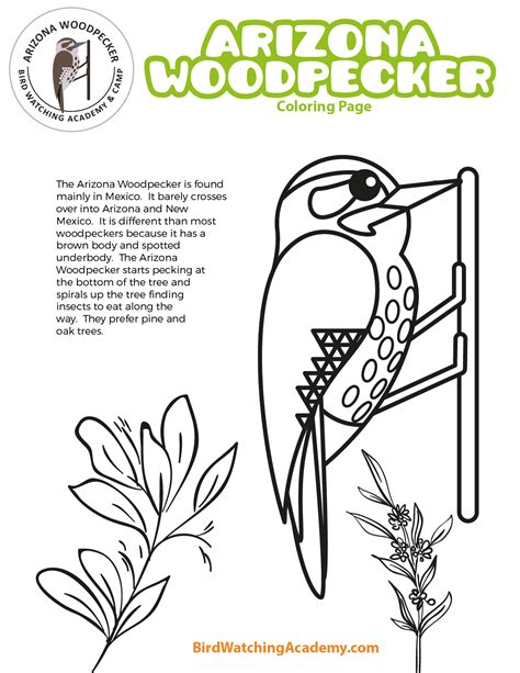 Arizona Woodpecker Coloring Page - Bird Watching Academy