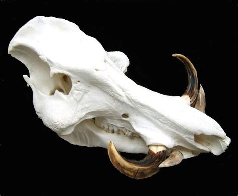 Texas Desert Wild Boar | Animal skeletons, Pig skull, Animal bones