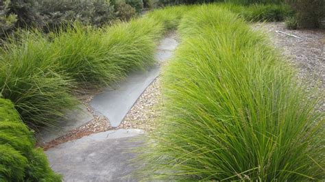 Image result for lomandra longifolia breeze | Grasses landscaping ...