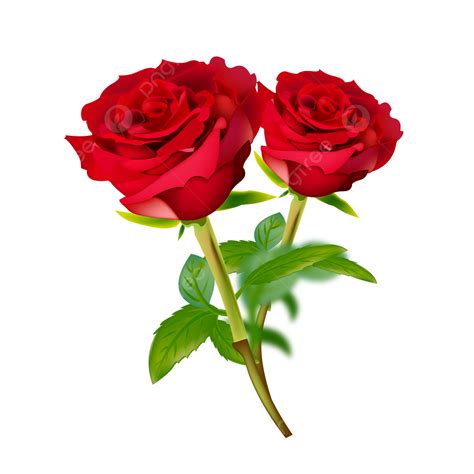 Rose Flower Stick Design, Rose Flower, Valentine Day, Red Rose PNG and ...