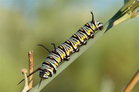 Caterpillar Pictures