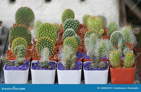 Variety of cactus in pot stock image. Image of color - 134826169