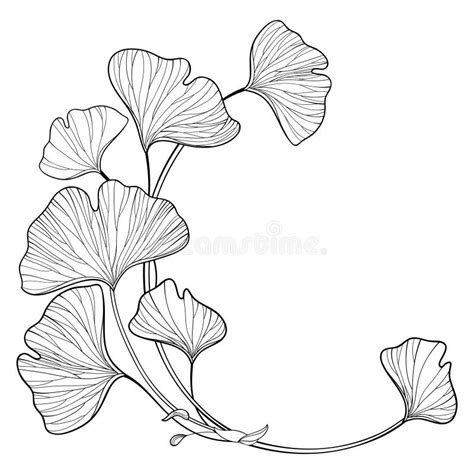 Ginkgo Biloba Hand-drawn Branch with Leaves Stock Vector - Illustration ...