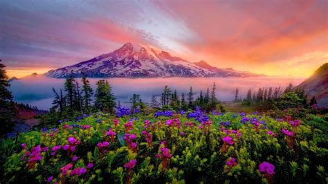 Mount Rainier National Park Wallpapers - Wallpaper Cave