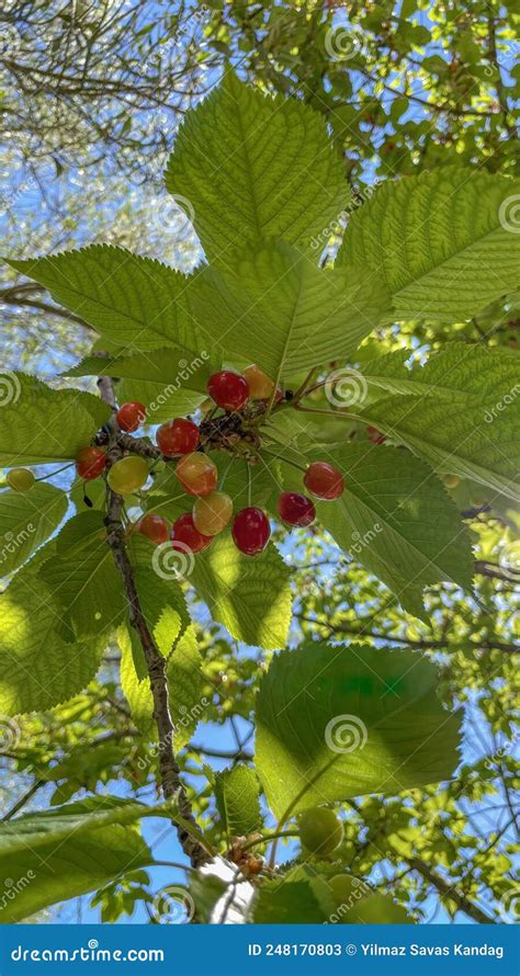 Cherry Tree in Nature with Green Leaves and Ripe Fruits. Stock Image ...