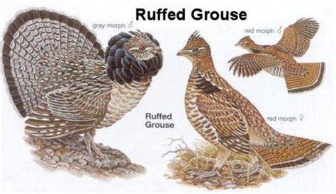 Oregon Birds -- Ruffed Grouse