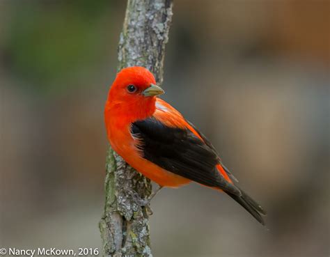 Photographing a Male Scarlet Tanager; My Nemesis No More | Welcome to ...