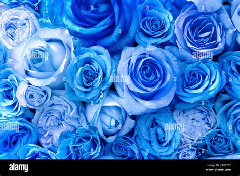 Amazing Blue Roses