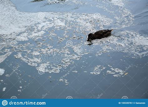 Feeding a Swimming Duck Family on a Pond in Europe Stock Image - Image ...