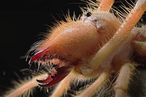 Warning potentially scary images: Fearsome jaw of camel spider unveiled ...