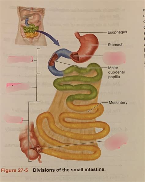 divisions of small intestine Diagram | Quizlet