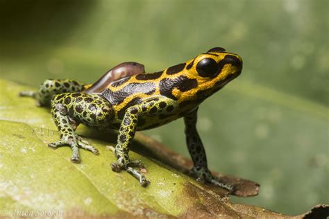 Baby On Board | Mimic Poison Frog (Ranitomeya imitator) - Co… | Flickr