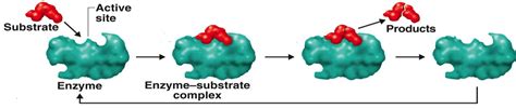 Reaction Kinetics — Introduction to Chemical and Biological Engineering