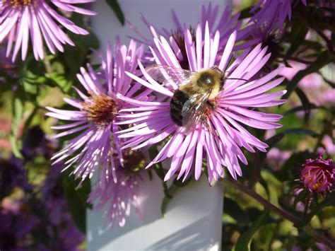 Bee Pollinating A Flower Free Stock Photo - Public Domain Pictures